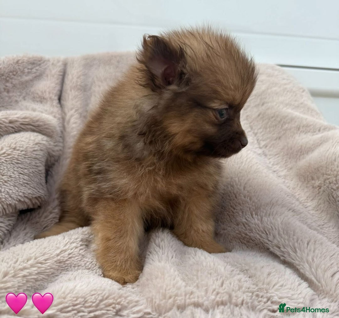 Pomeranian dogs for sale: Pomeranian - Image 10