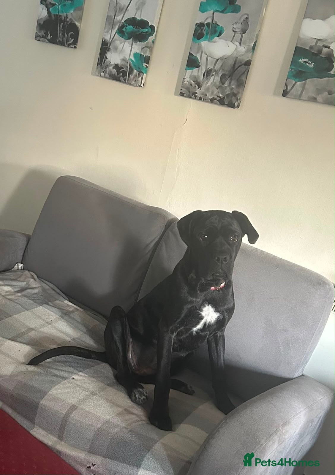 Cane Corso dogs Lovely cane corso female  - Advert 9