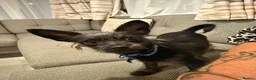 Chipoo dogs for sale: Chi-poo female - Advert 4