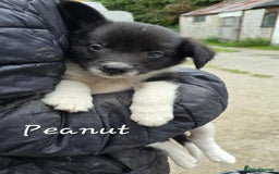 Border Collie dogs for sale:  Any farmers looking for working dogs? - Image 35