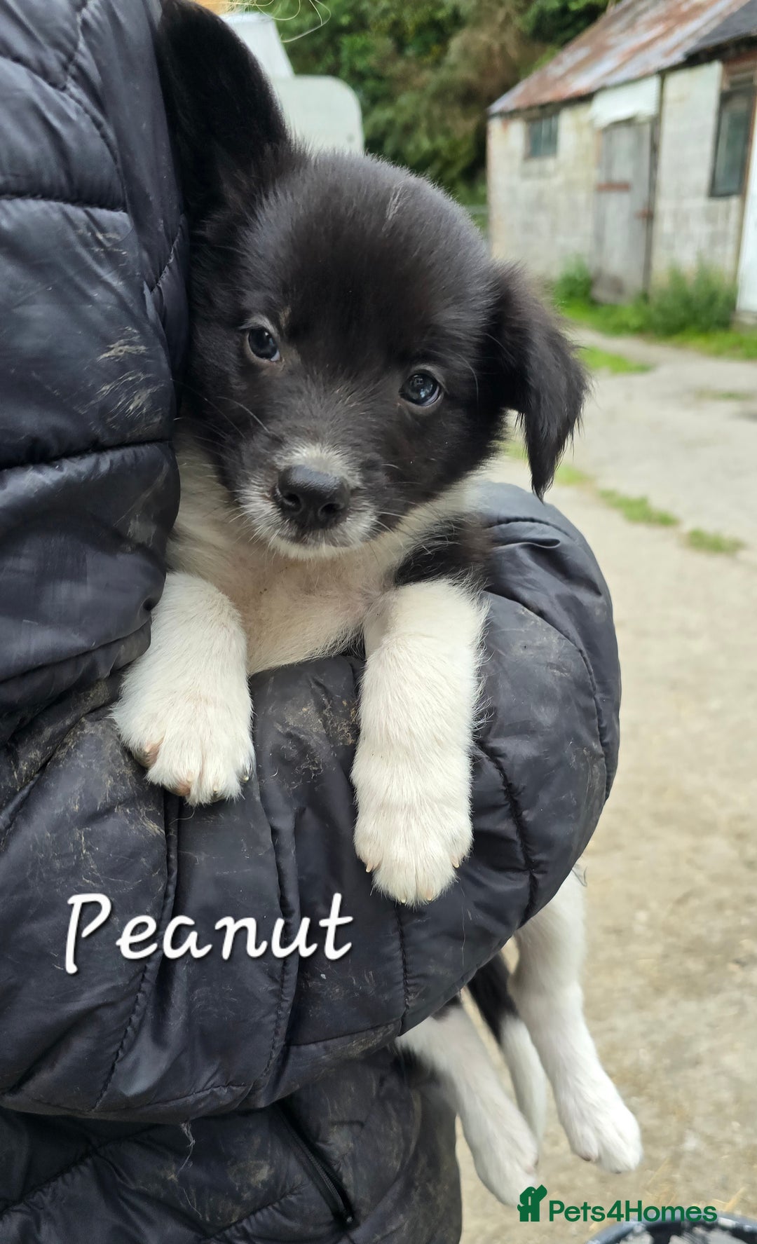 Border Collie dogs for sale:  Any farmers looking for working dogs? - Image 35