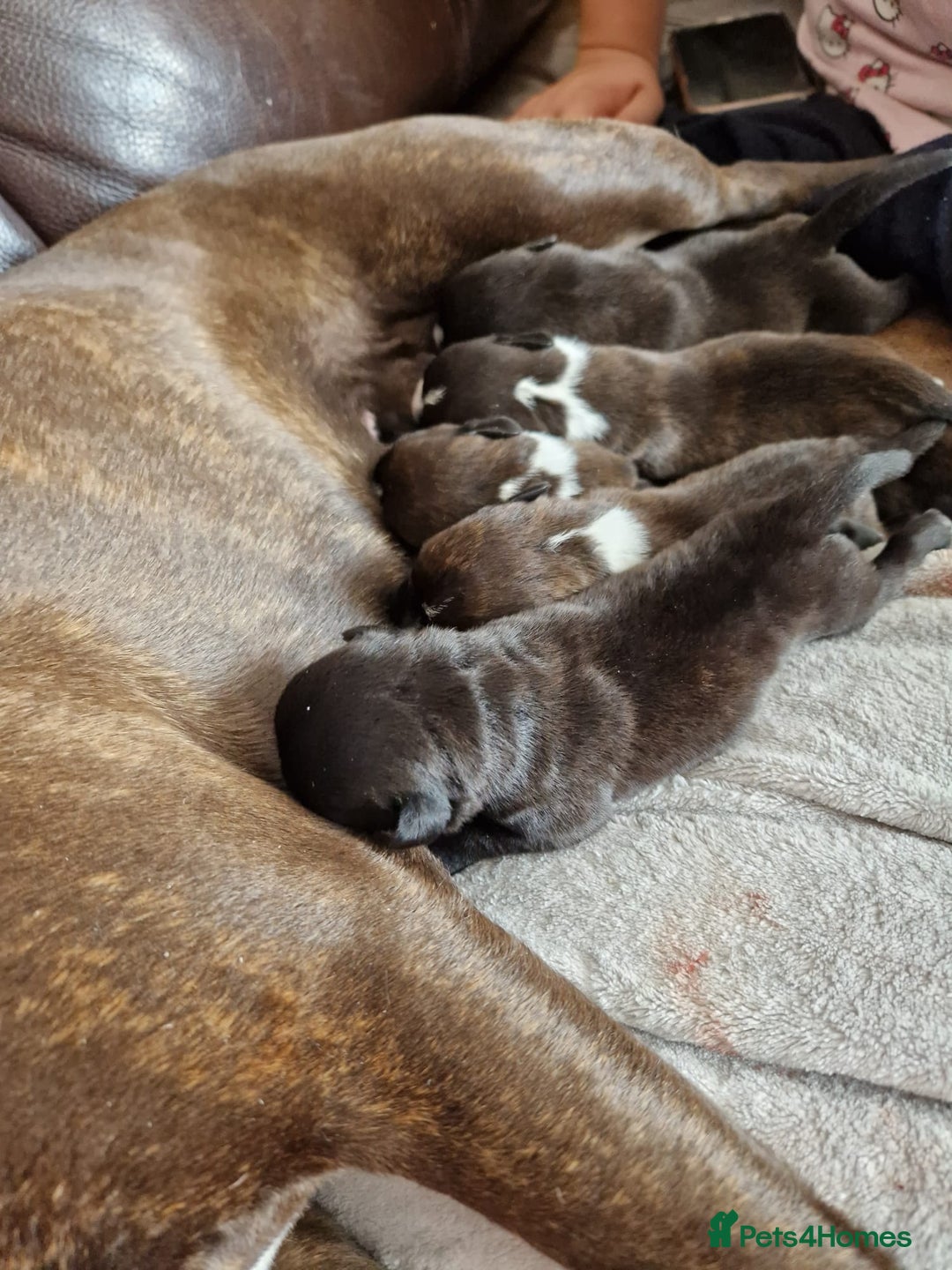 Staffordshire Bull Terrier dogs for sale: Jazz x Otis - BlackBrindles with STUNNING MARKINGS - Image 5