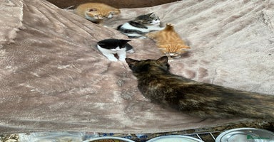 Mixed Breed cats - Advert 4