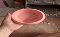 Rat rodents for sale: 3 female baby rats  - Image 9
