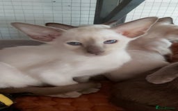 Oriental cats for sale: Full Pedigree Oriental 1 Kitten XL size ears GCCF - Image 3