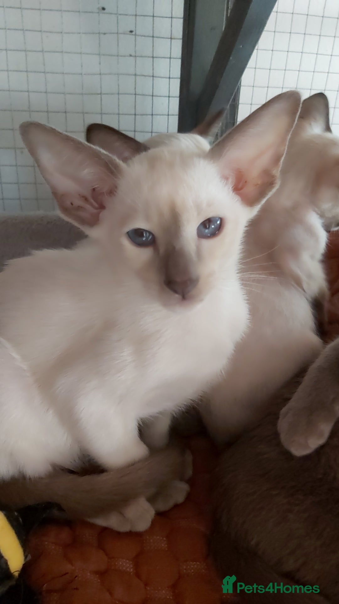 Oriental cats for sale: Full Pedigree Oriental 1 Kitten XL size ears GCCF - Image 3