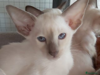 Oriental cats - Advert 8