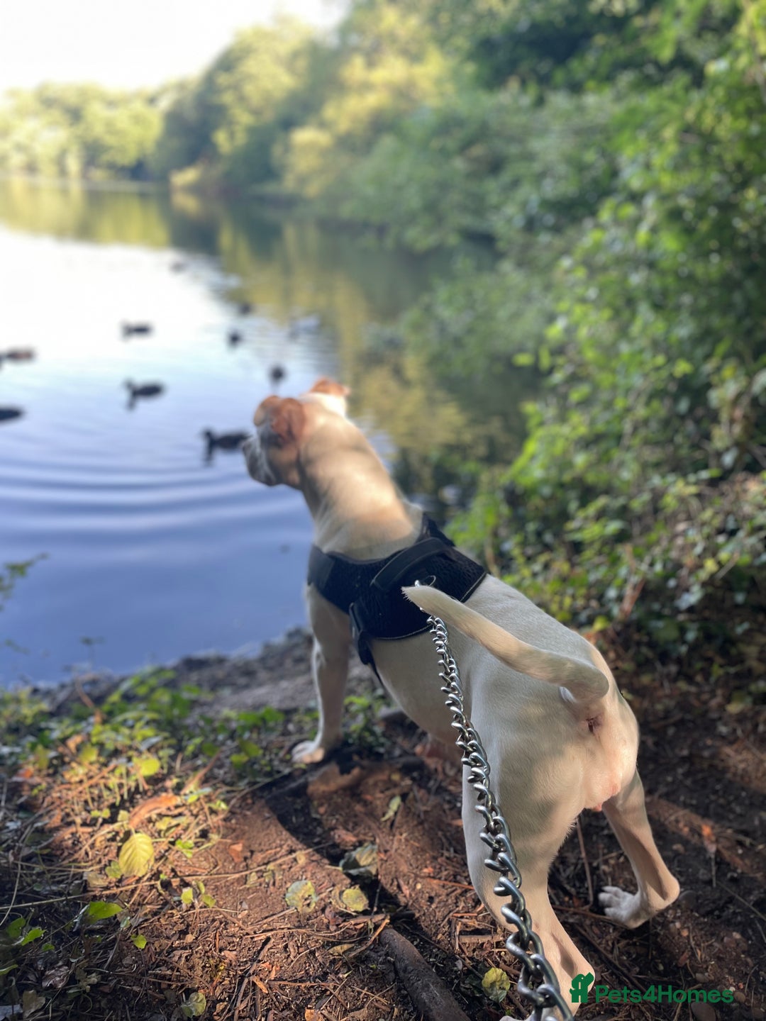 Mixed Breed dogs for sale: Presa canairo x American bulldog  - Image 18