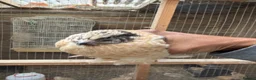 Quail poultry for sale: 8 weeks old jumbo coturnix quails male female - Advert 3
