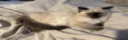 Ragdoll cats for sale: Beautiful Pure Ragdoll kittens vacs/mchipped  - Advert 3