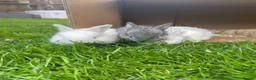 Mini Lop rabbits for sale: Mini lop Baby bunnies  - Advert 2