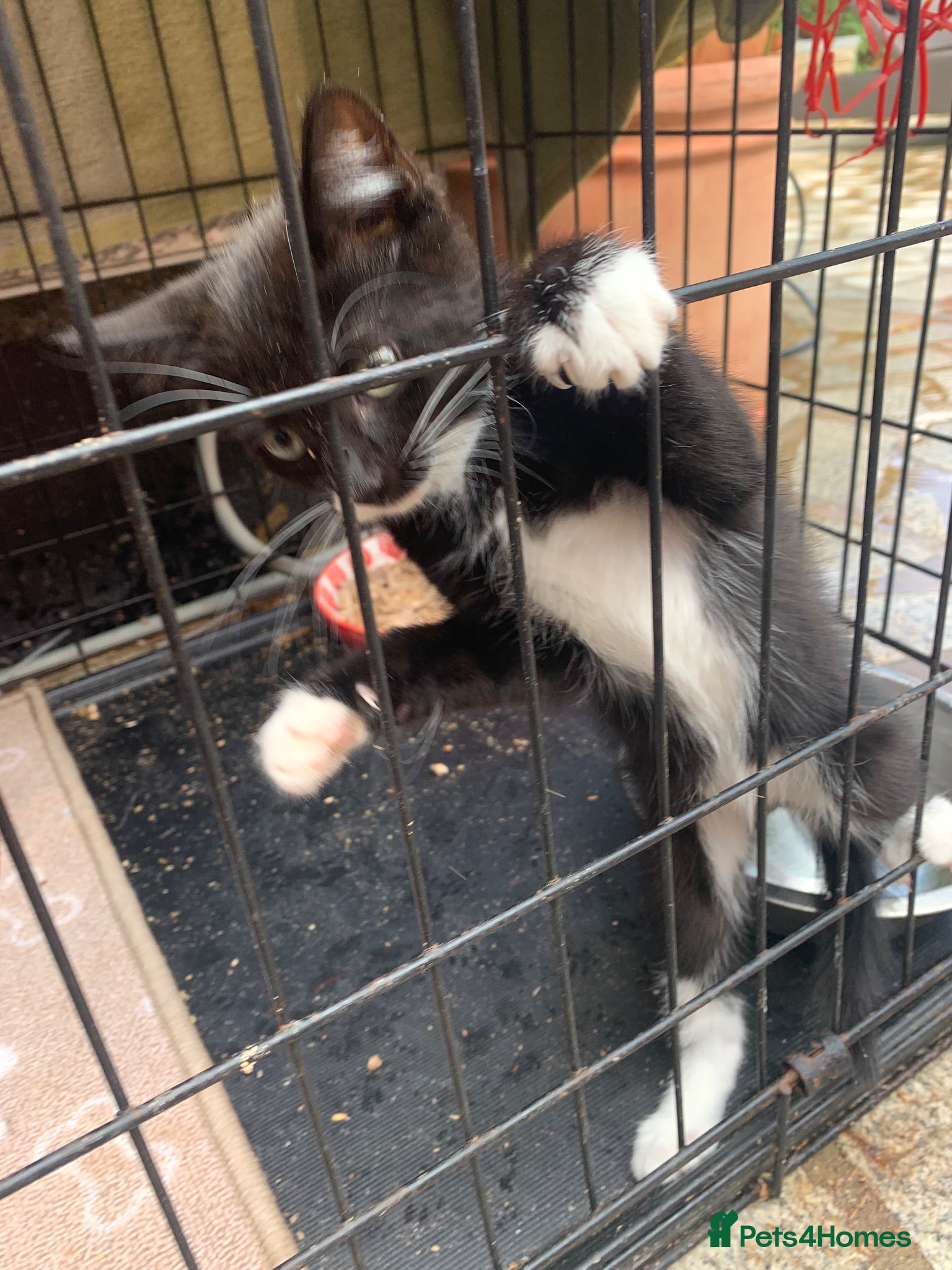 Mixed Breed cats beautiful kittens for sale 13 Weeks old £100 each - Advert 1