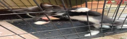 Mixed Breed cats for sale: Two beautiful kittens for sale 13 Weeks old - Advert 3