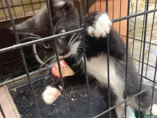 Mixed Breed cats beautiful kittens for sale 13 Weeks old £100 each - Advert 1
