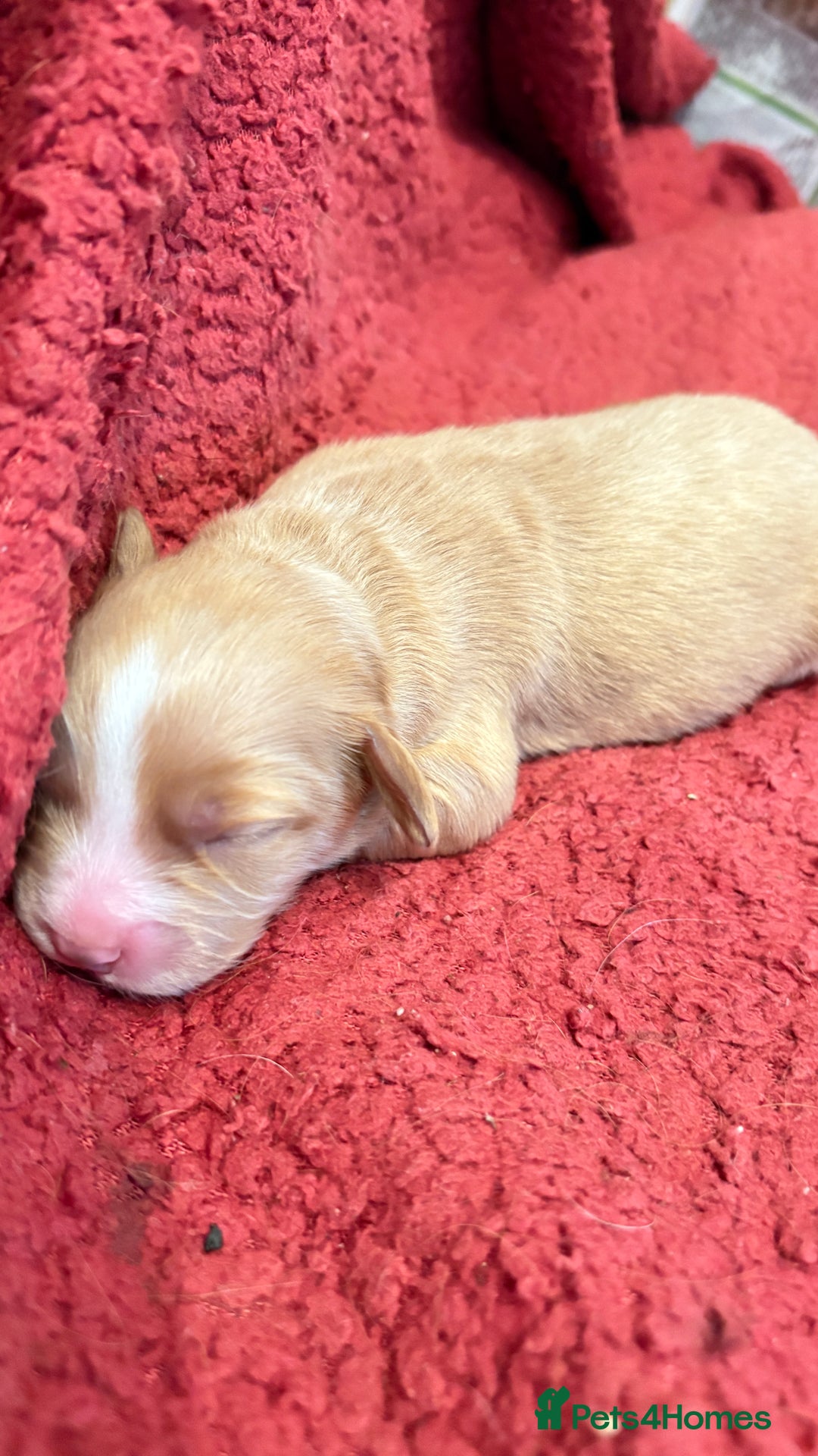 Sprocker dogs for sale: Sprocker for sale - Image 21