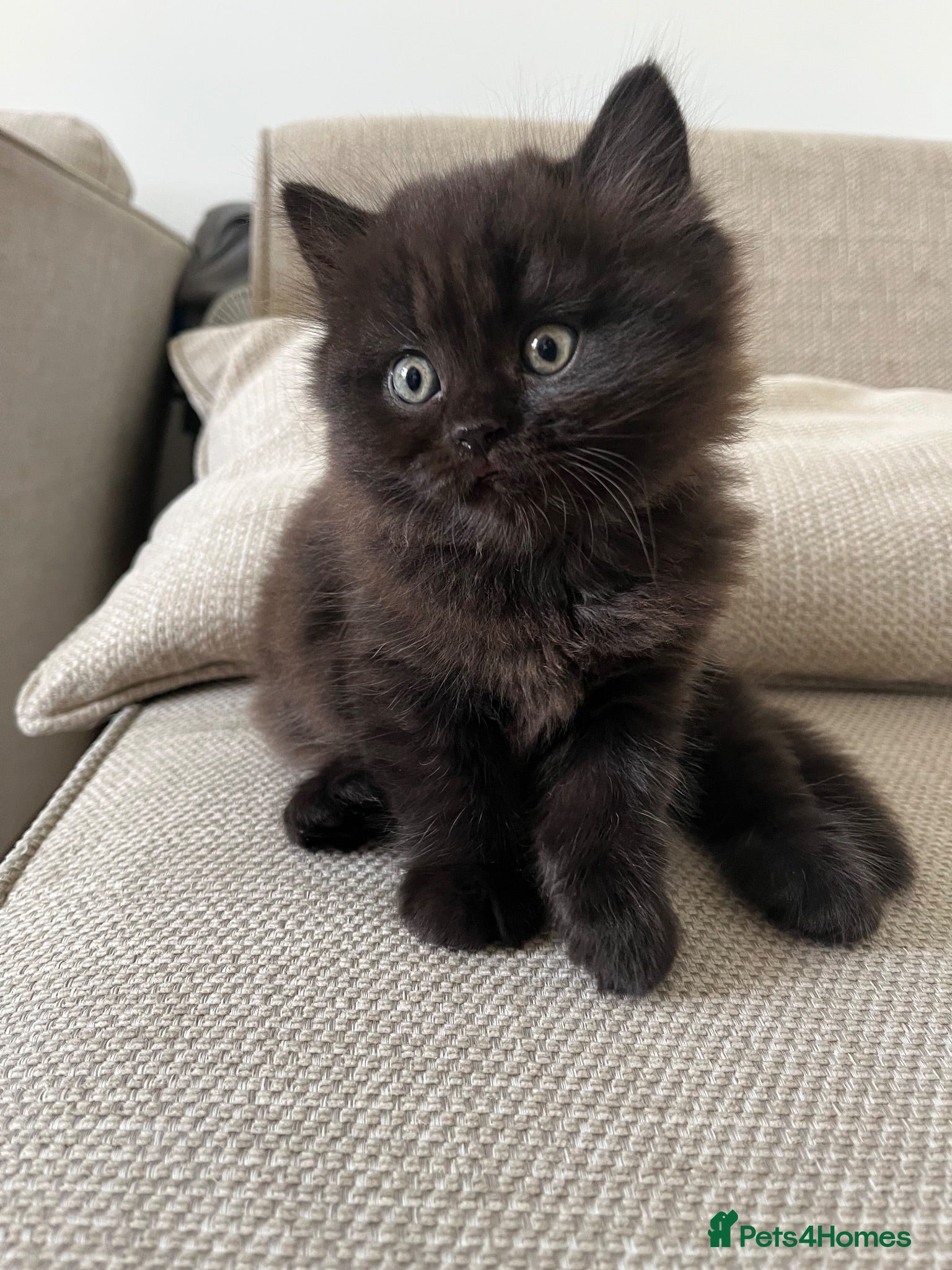 Mixed Breed cats Persian x british longhaired boy - Advert 2