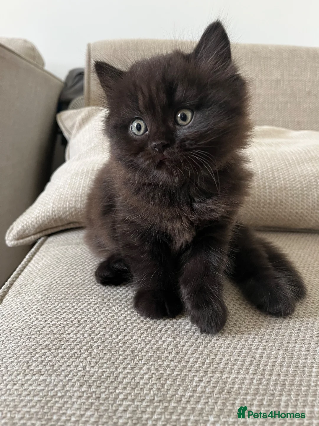 Mixed Breed cats for sale: Persian x british longhaired boy - Advert 1