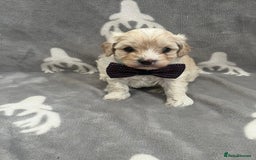 Maltipoo dogs for sale: 🤩 4 stunning male F1 Maltipoo 🤩 - Image 5