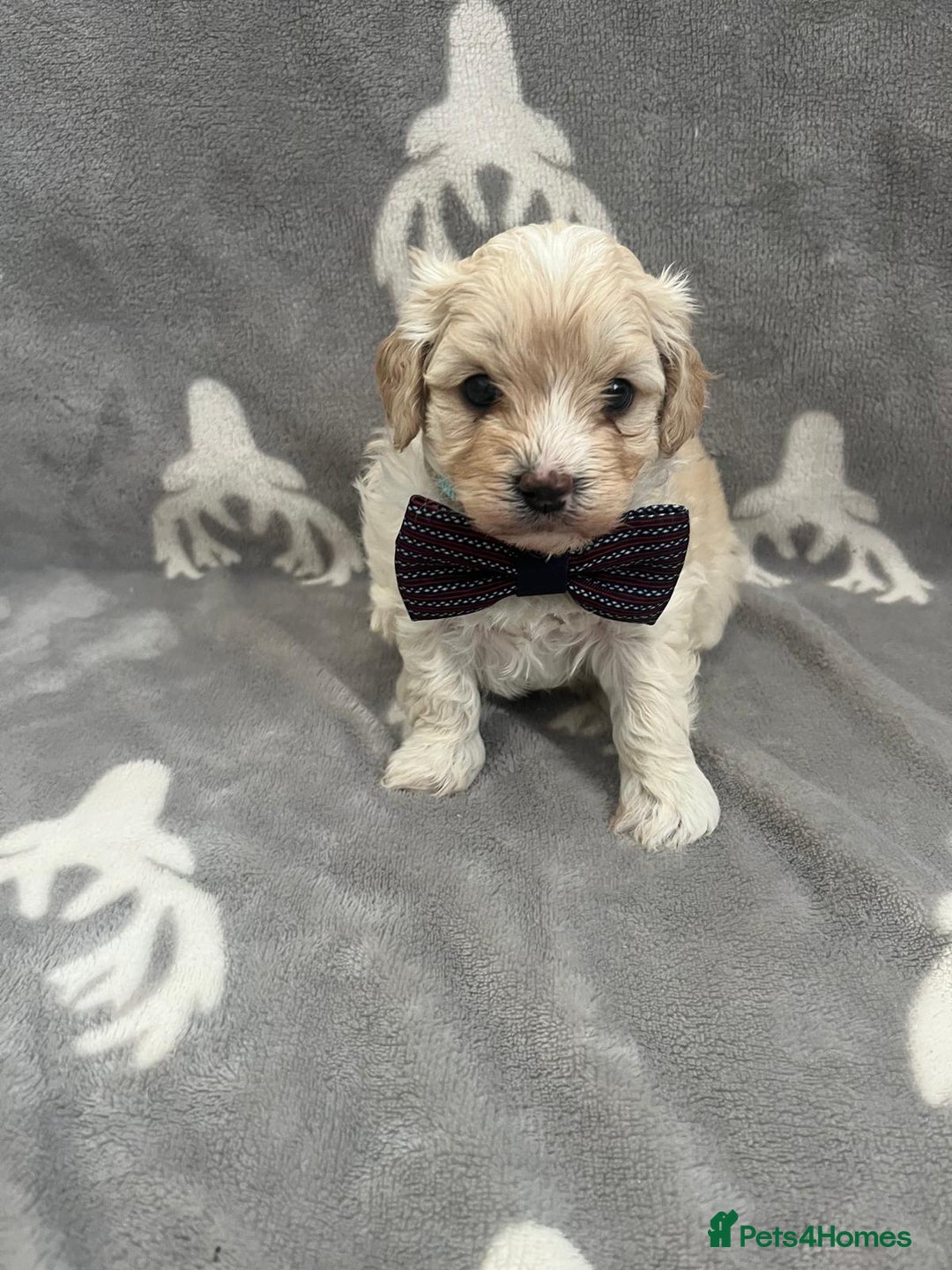 Maltipoo dogs for sale: 🤩 4 stunning male F1 Maltipoo 🤩 - Image 5