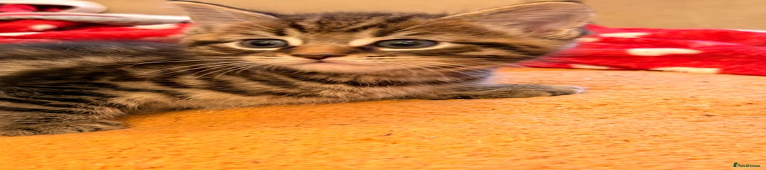 British Shorthair Kitten 1