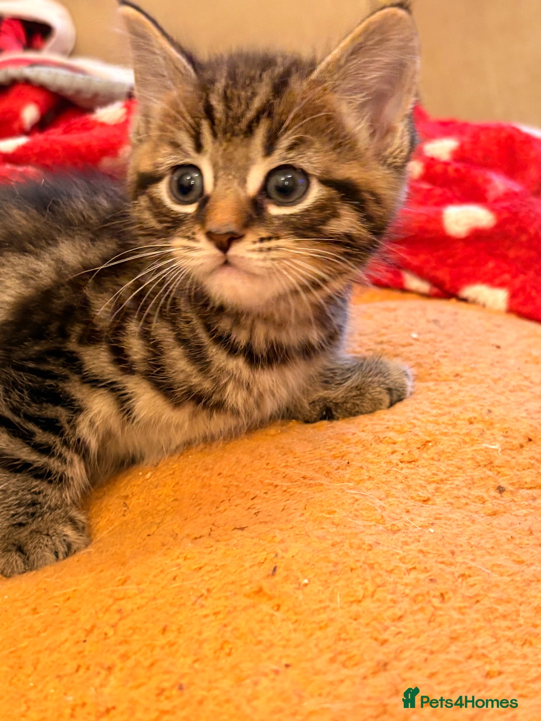 British Shorthair cats for sale: One male left - Image 2