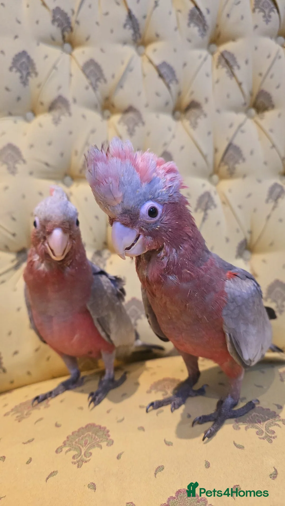 Cockatoo birds for sale: 2 baby cute tame gala cockatoos - Advert 2