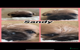 Mixed Breed dogs for sale: Beautiful Frenchie crossed with imperial Shitzu  - Image 1