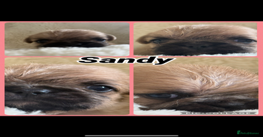 Mixed Breed dogs - Advert 12