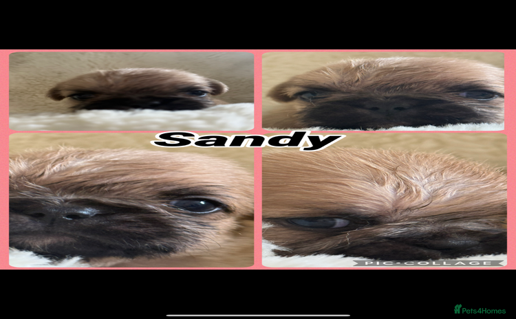 Mixed Breed dogs - Advert 11