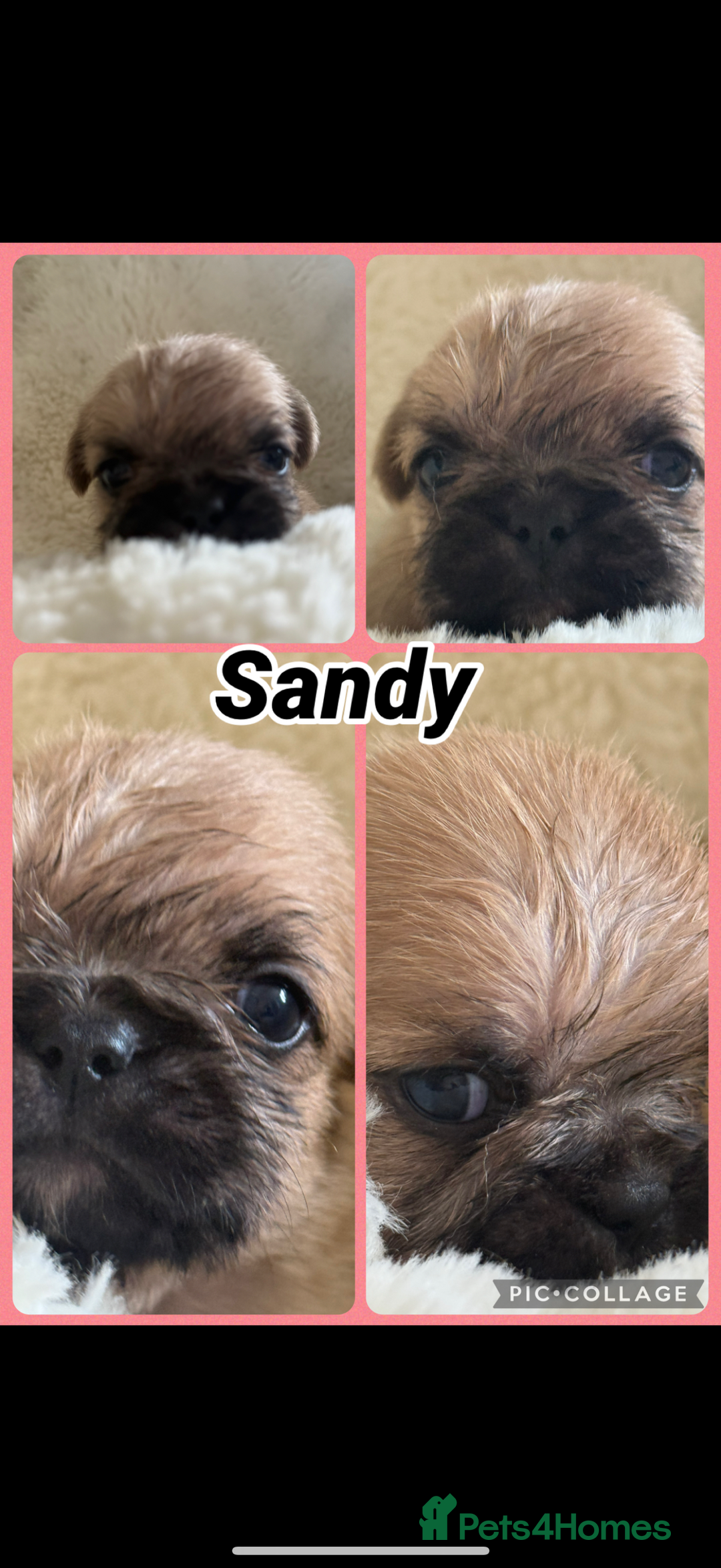 Mixed Breed dogs for sale: Beautiful Frenchie crossed with imperial Shitzu  - Image 1