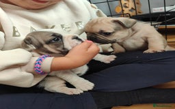 French Bulldog dogs for sale: KC reg French bulldog puppies female & male big➰  - Image 11