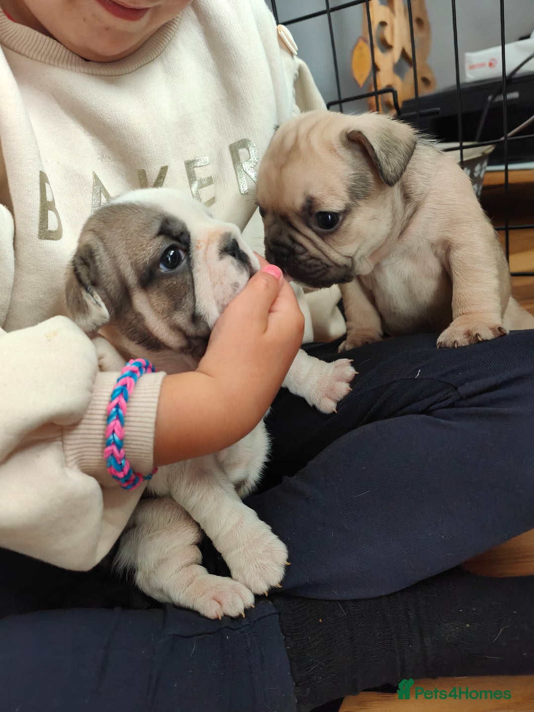 French Bulldog dogs for sale: KC reg French bulldog puppies female & male big➰  - Image 11