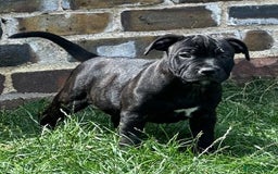 Staffordshire Bull Terrier dogs for sale: Champion Bred - Staffordshire Bull Terrier Puppies - Image 1