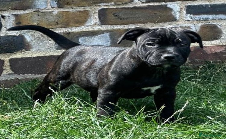 Staffordshire Bull Terrier dogs - Advert 2