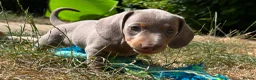 Miniature Dachshund dogs for sale: KC Reg Miniature Dachshund Puppies For Sale - Advert 27