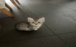 Persian cats for sale: Persian cross kittens - Image 6