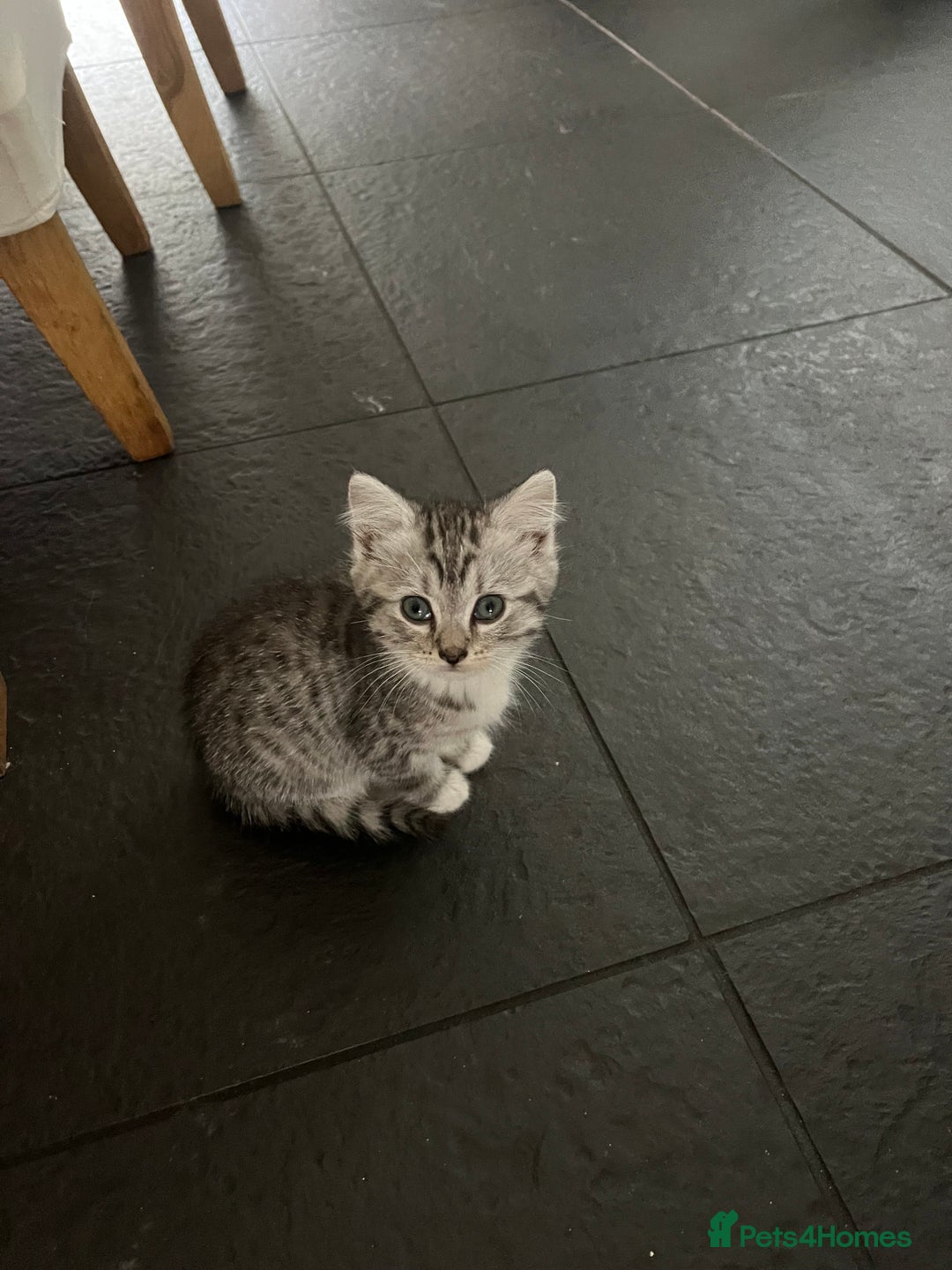 Persian cats for sale: Persian cross kittens - Image 6