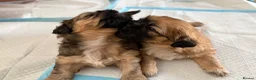 Shih Tzu dogs for sale: Ready now - Beautiful Shih Tzu puppies - Advert 1
