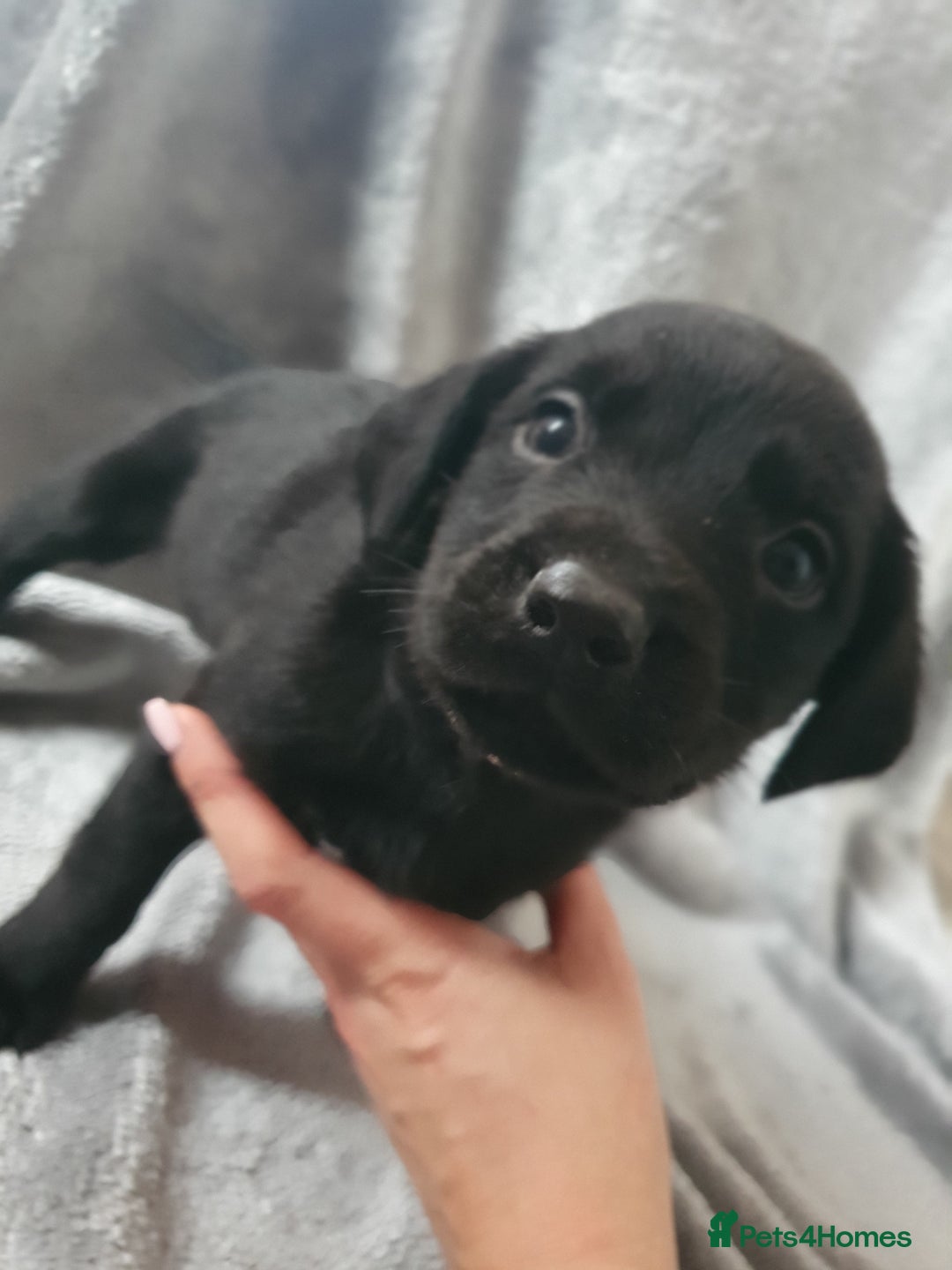 Mixed Breed dogs for sale: Beautiful mixed labrador rottweiler puppies  - Image 9