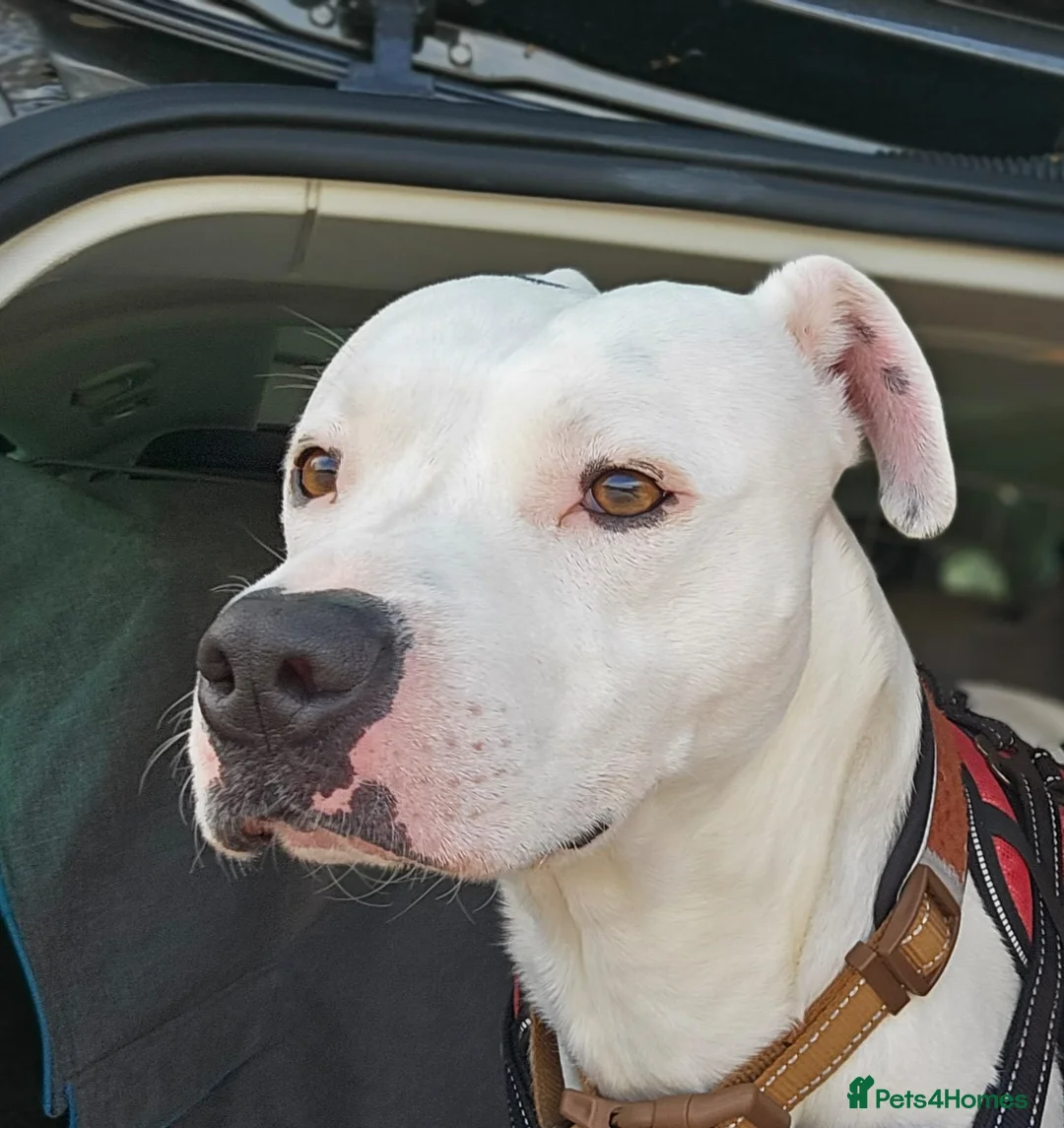 Mixed Breed dogs for sale: Marshal - PLEASE READ DESCRIPTION  - Advert 11