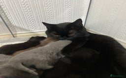 British Shorthair cats for sale: British short hair kittens - Image 10