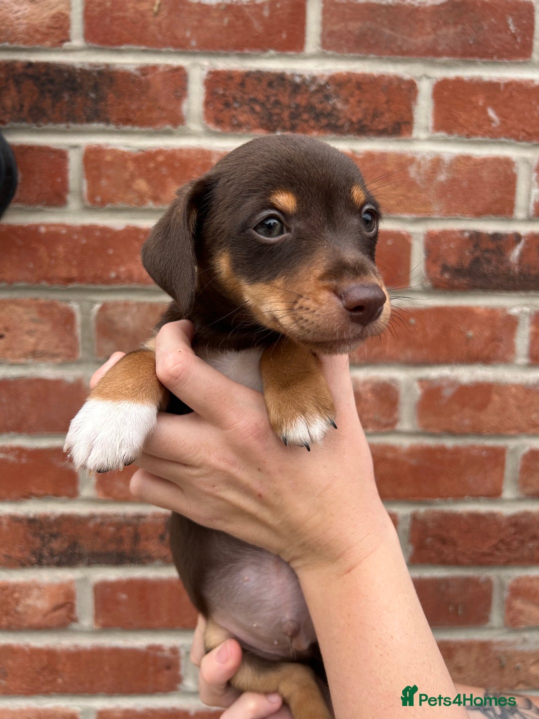 Jack Russell dogs for sale: READY NOW - beautiful tiny choc babies! 1 girly  - Image 1