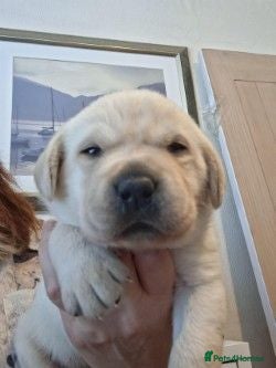 Labrador Retriever dogs CHUNKY CREAM LAB PUPPIES - Advert 16