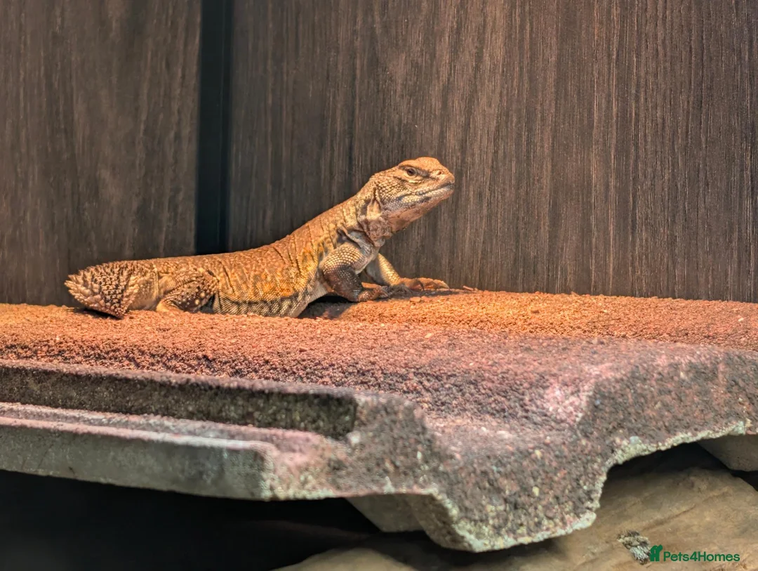 Lizard reptiles for sale: Uromastyx Nigriventris in Brierley Hill - Advert 6