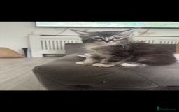 Maine Coon cats for sale: Two giant mainecoons left👀🏡 - Image 4