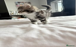 Ragdoll cats for sale: Ragdoll and Russian blue mix  - Image 14