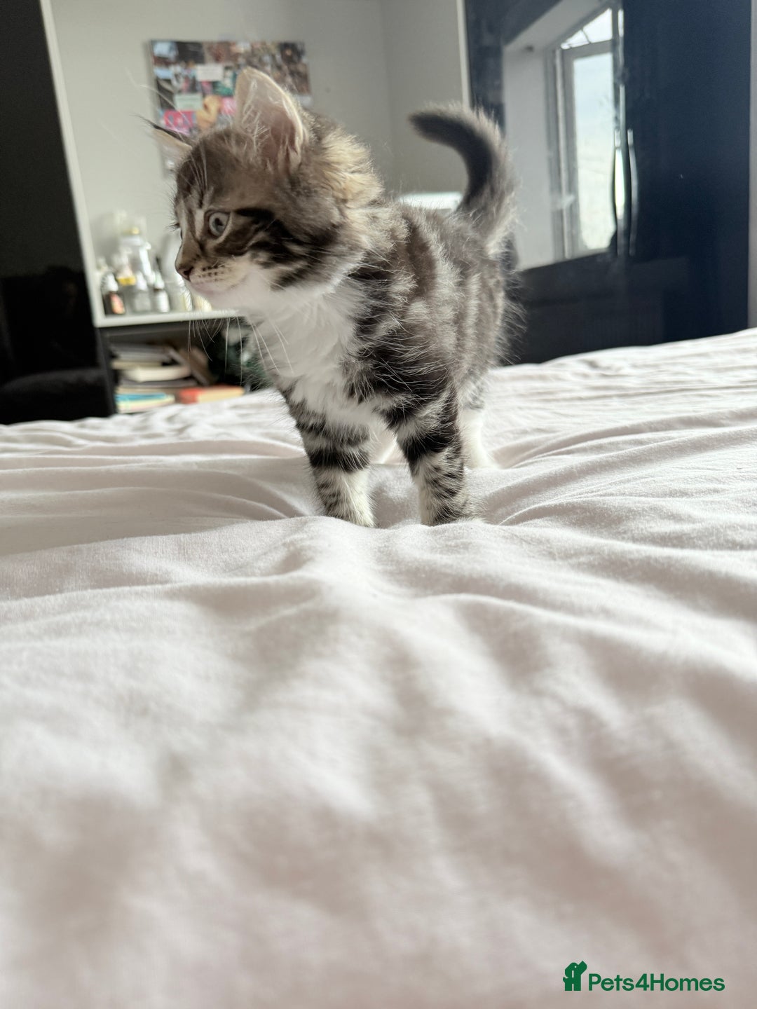 Ragdoll cats for sale: Ragdoll and Russian blue mix  - Image 14