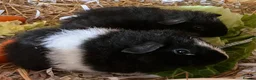 Guinea Pig rodents for sale: Pure bred Teddy boys/boars - Advert 16