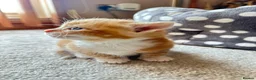 Mixed Breed cats for sale: Cute cats for sell in Maldon - Advert 11