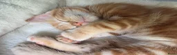 Domestic Shorthair cats for sale: Playful ginger boy,  - Advert 5